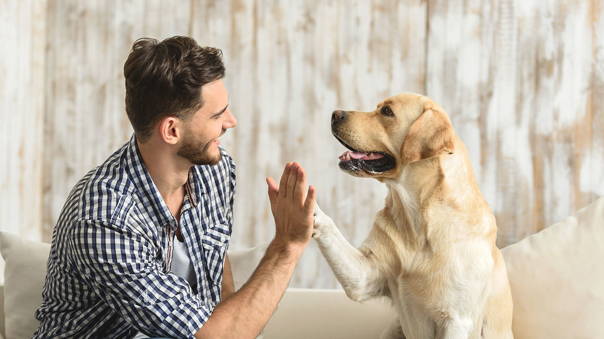 Bobby the Bulldog: Dog sitting in London