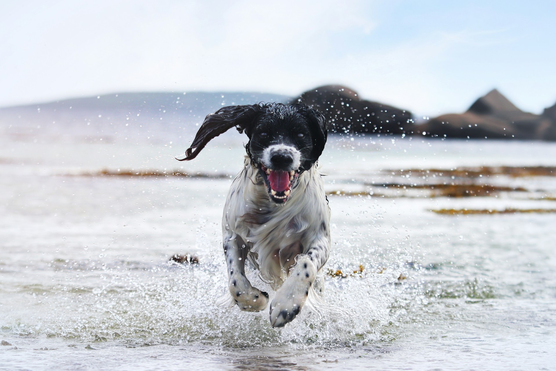 Physical activities for dogs: games, walks and exercises to maintain health