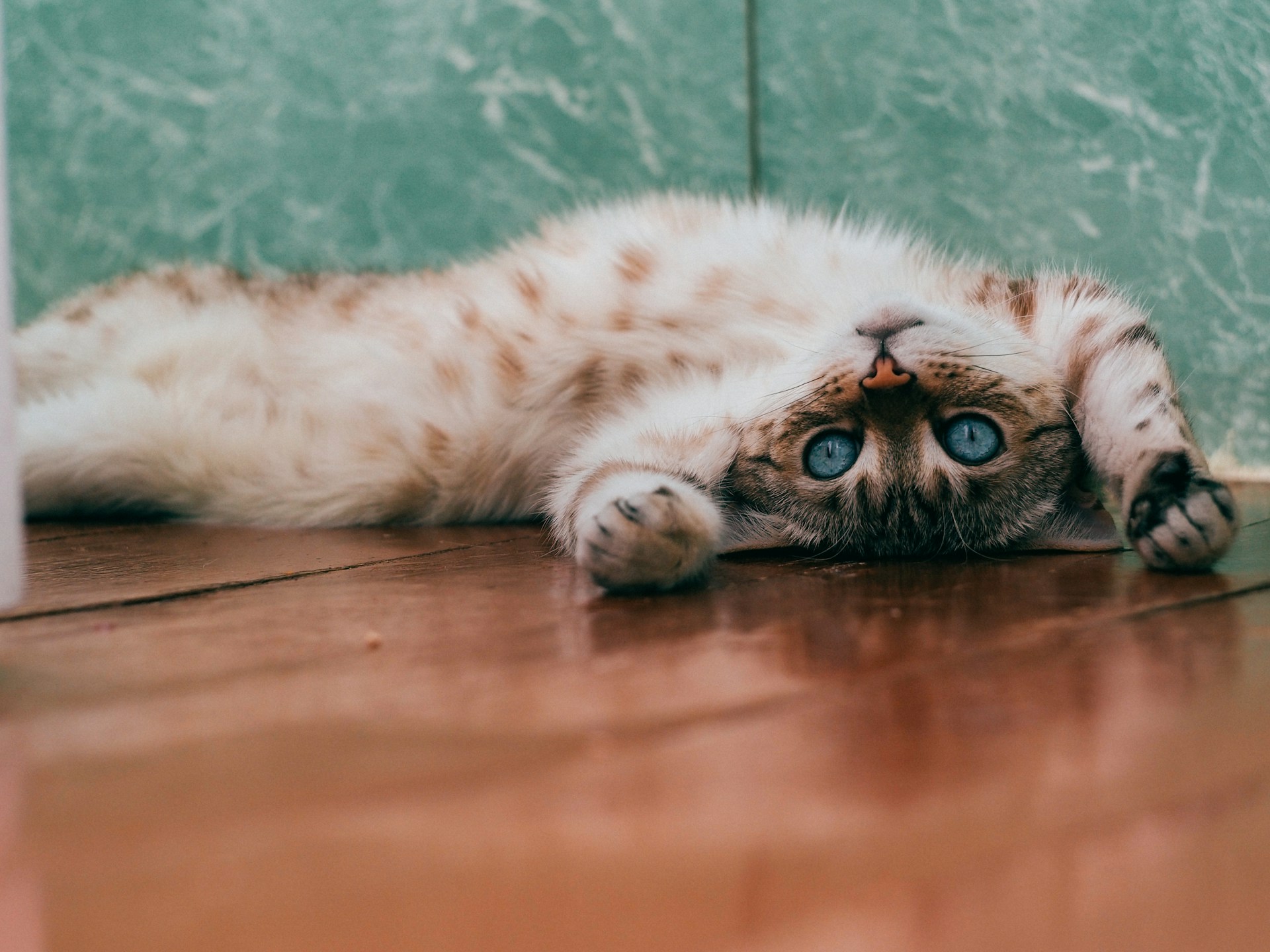 Decoding Why Cats Wake You Up in the Morning