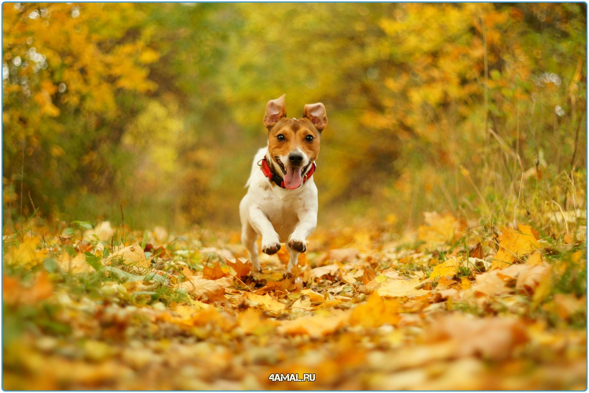 Trusted Dog Walkers in London: Services, Costs & Tips