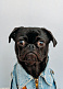 The Ethics of Pet Ownership: Responsible pet guardianship