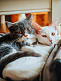 Decoding Why Cats Wake You Up in the Morning